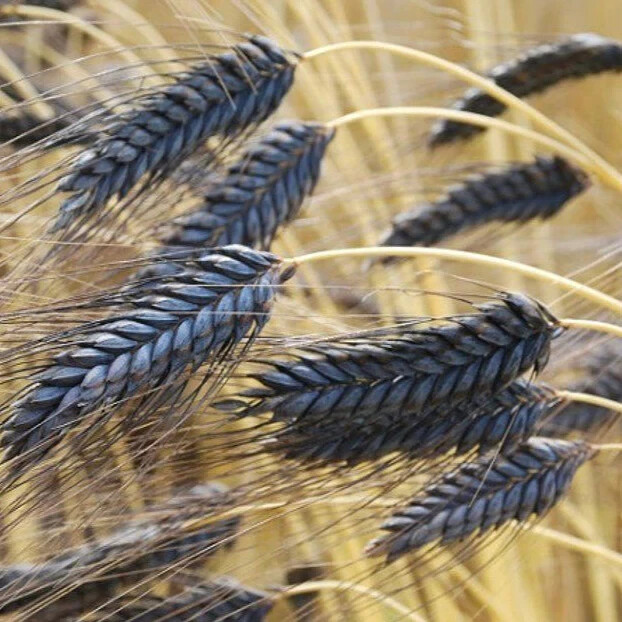 Tibetan Black Barley Seeds (1/2 pound) / BREADS / FIBER / GRAINS / SUPER RARE