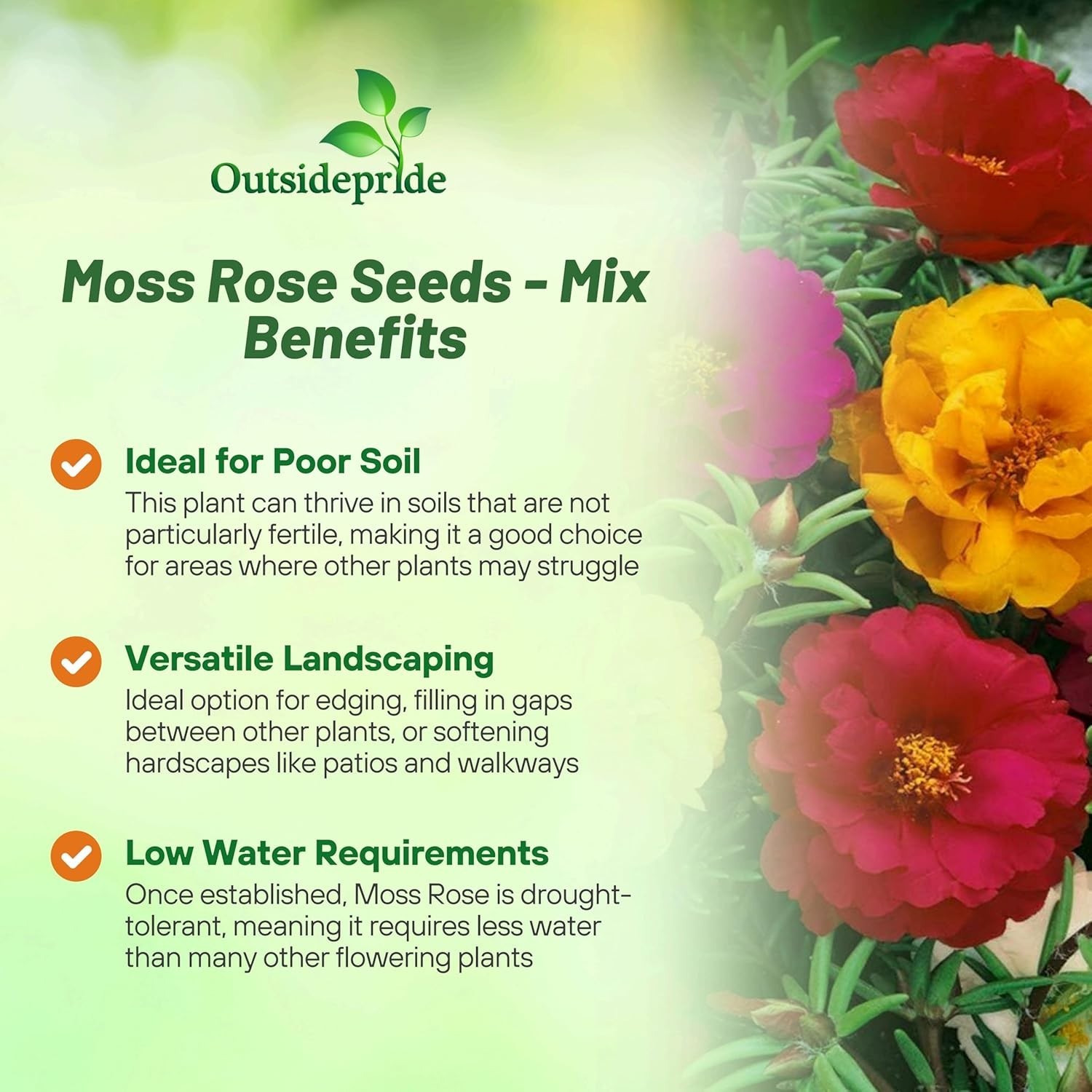Drought & Heat Tolerant Mixed Moss Rose Seeds – 5000 Pcs for Garden Beauty