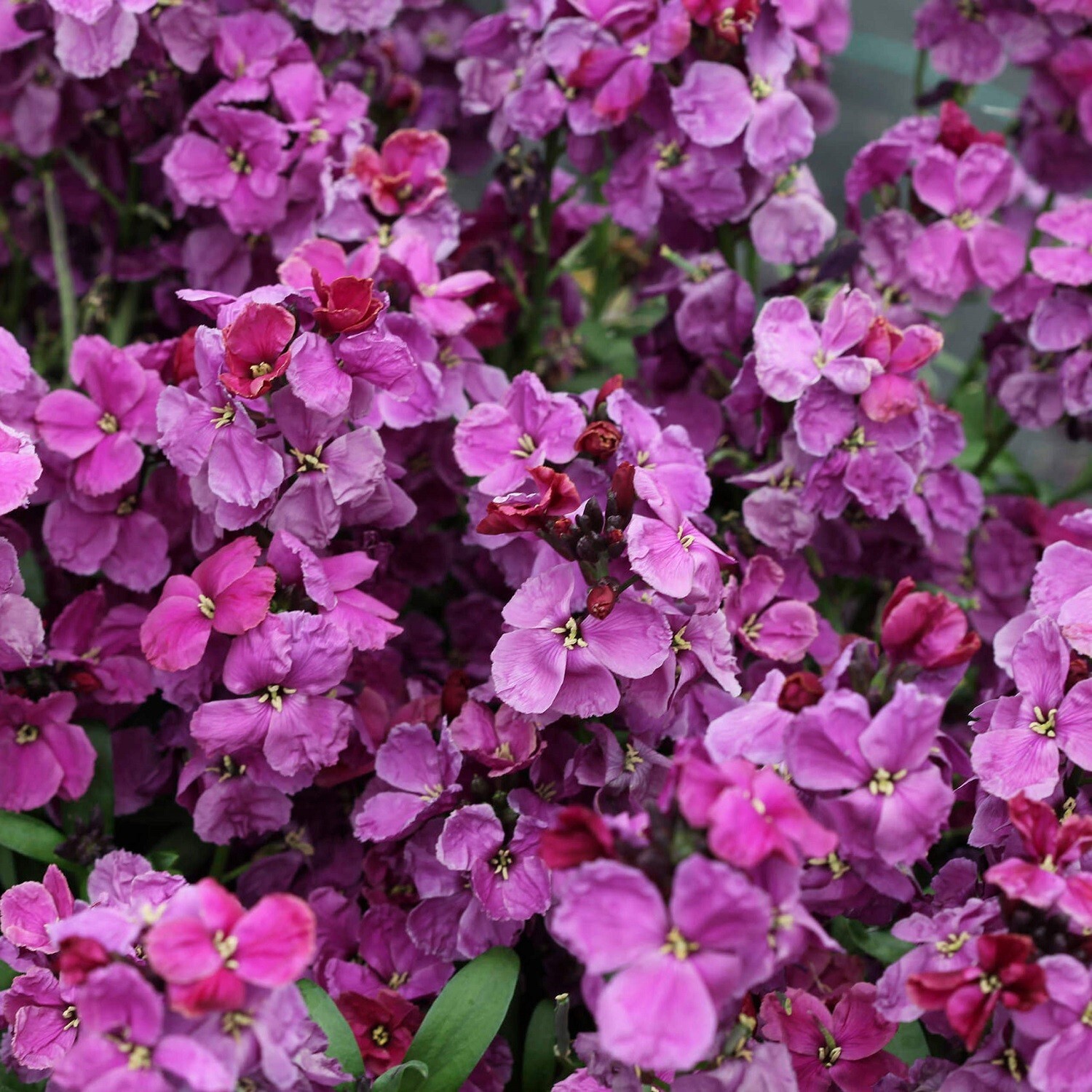 Cheiranthus Seeds Sugar Rush Purple Bicolor 50 Seeds Erysinnum Seeds
