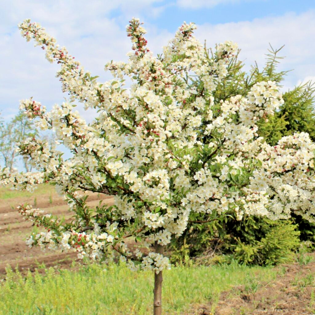 Sargent’s Crabapple Tree | Premium Seeds | Malus sargentii ‘Fall’ | Plants’®