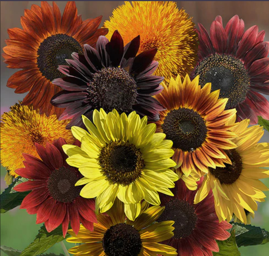 Sunflower GOLDEN HOUR MIX Heirloom Tall Branching Warm Tones Non-GMO 100 Seeds!