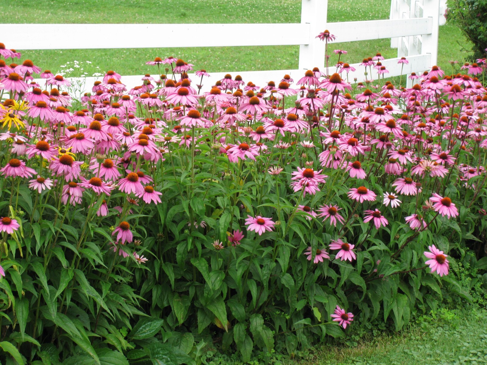 50 Bright Purple Coneflower Seeds, Echinacea ,Attracts Pollinators Free Shipping