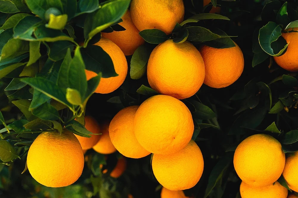 25 Dwarf Mandarin Orange Tree Organic Seeds – Citrus reticulata