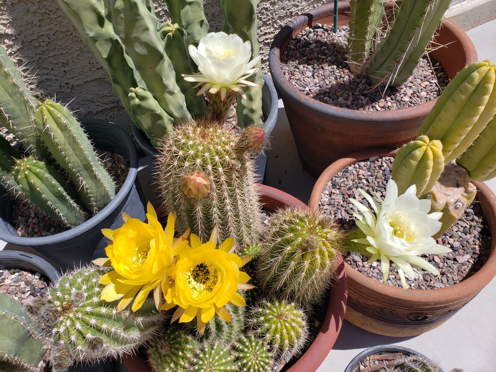 Echinopsis Grandiflorus Cactus Hybrid 50x Seeds *Beautiful Flowers*