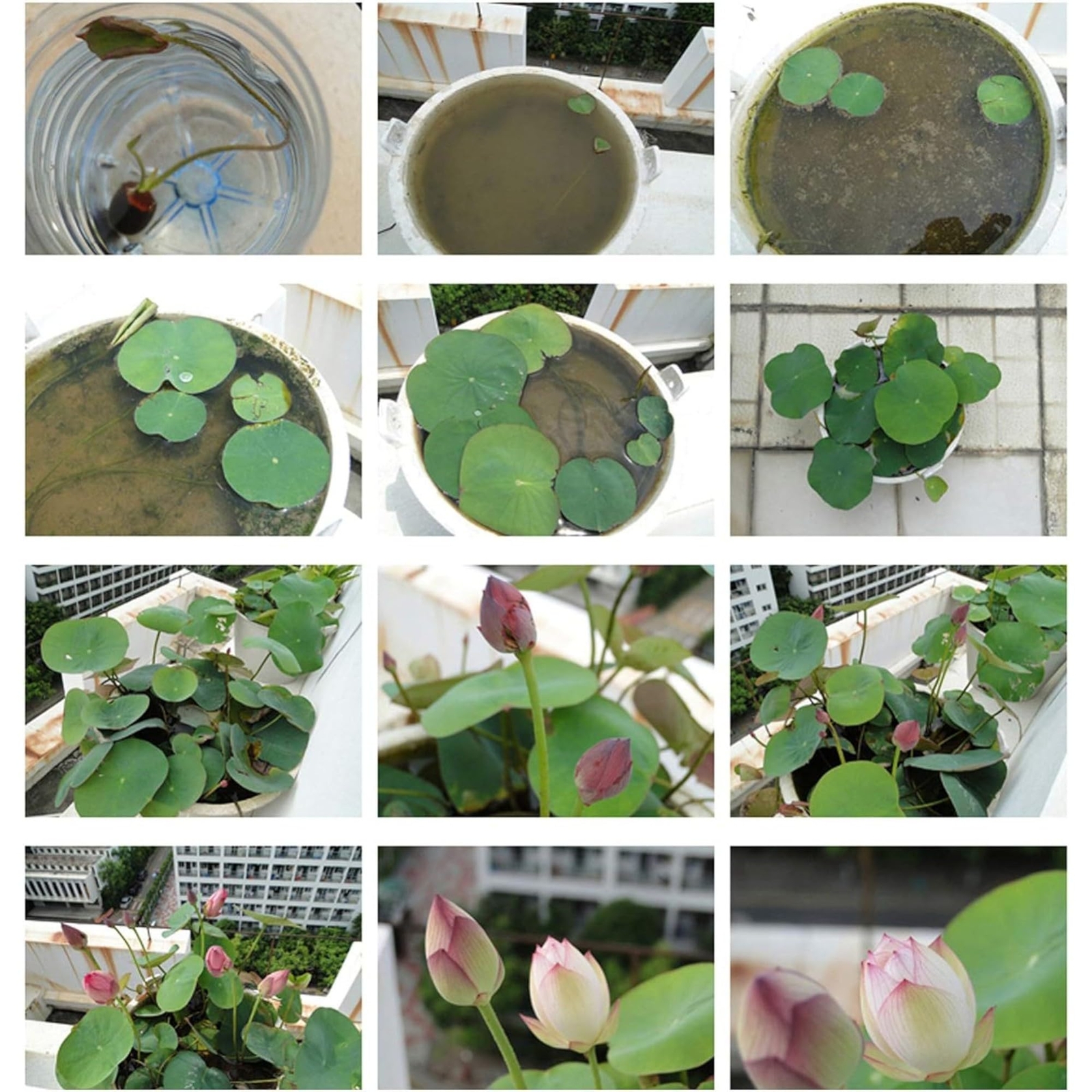 12pcs Mixed Pink, Red & Green Color Bowl Lotus Seeds