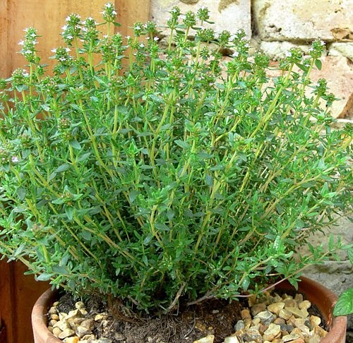 1000 Mixed Herb Seeds Heirloom Non GMO 12 Varieties This is a Mix, Thyme Oreg…