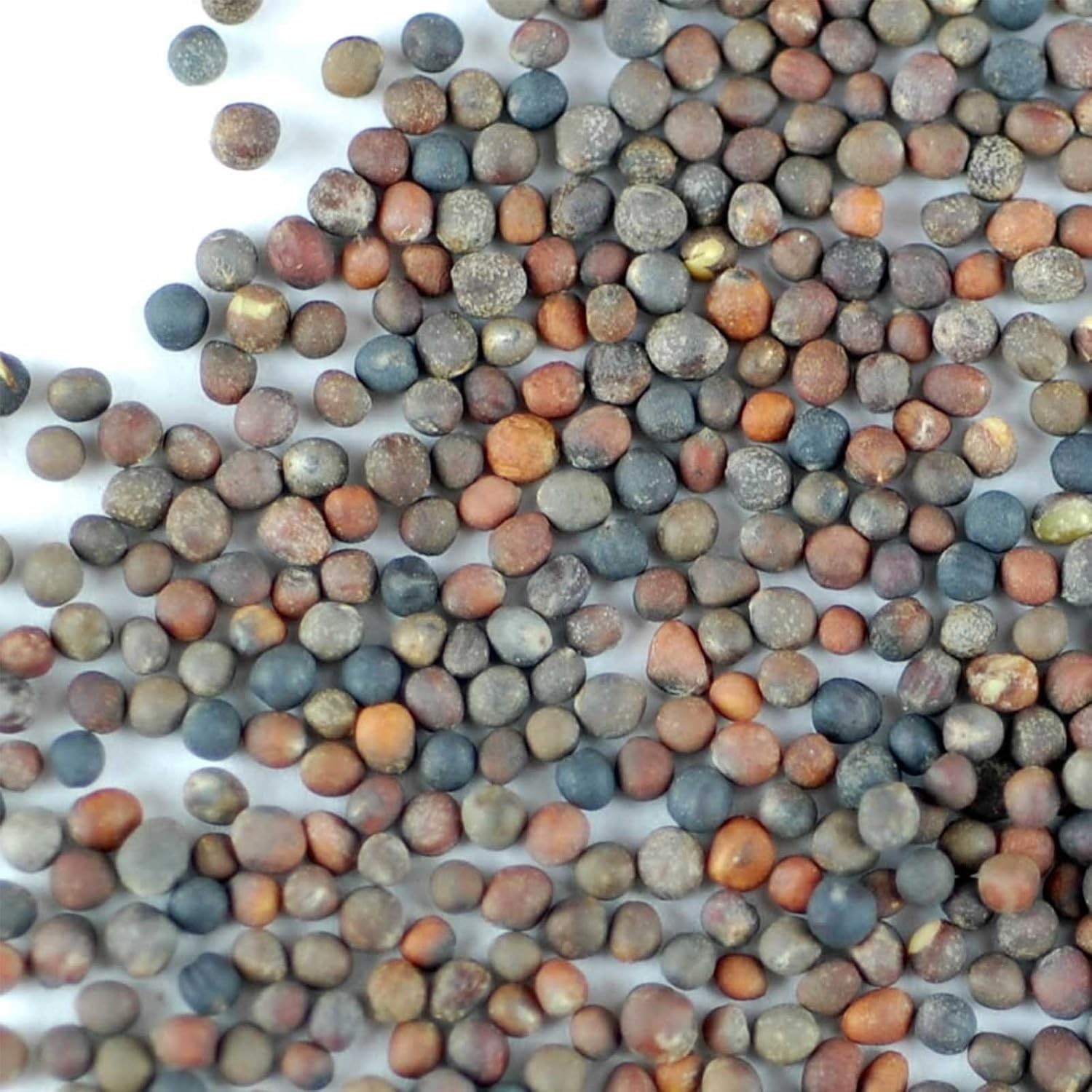 Organic Broccoli Sprouting Seeds – High Sulforaphane Power