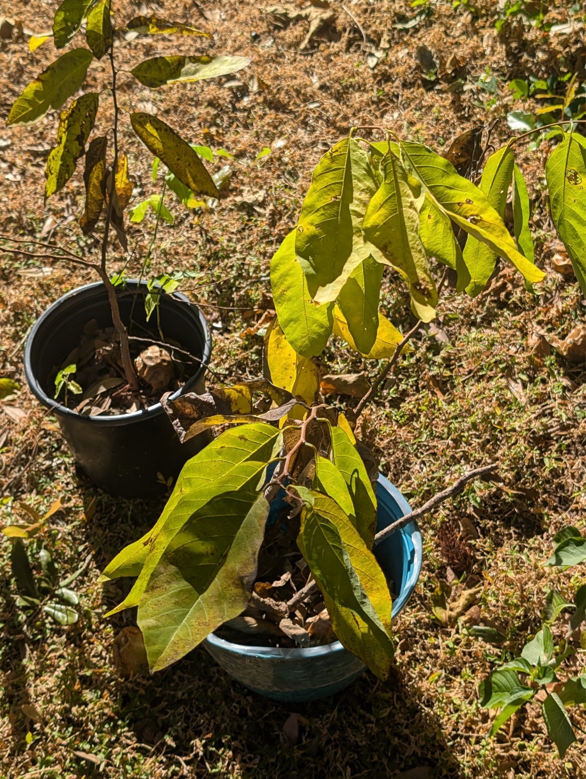 sugar apple seeds for sale