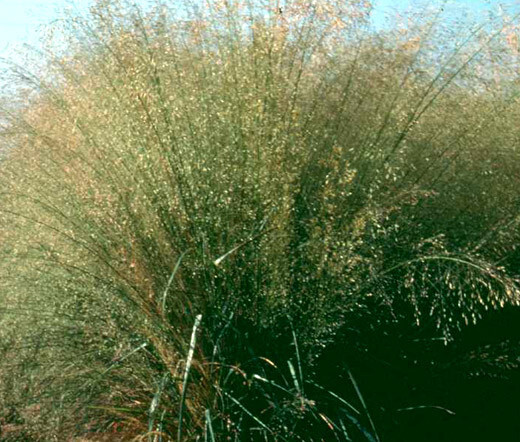 LOVE GRASS SAND Eragrostis Trichodes – 500 Bulk Seeds