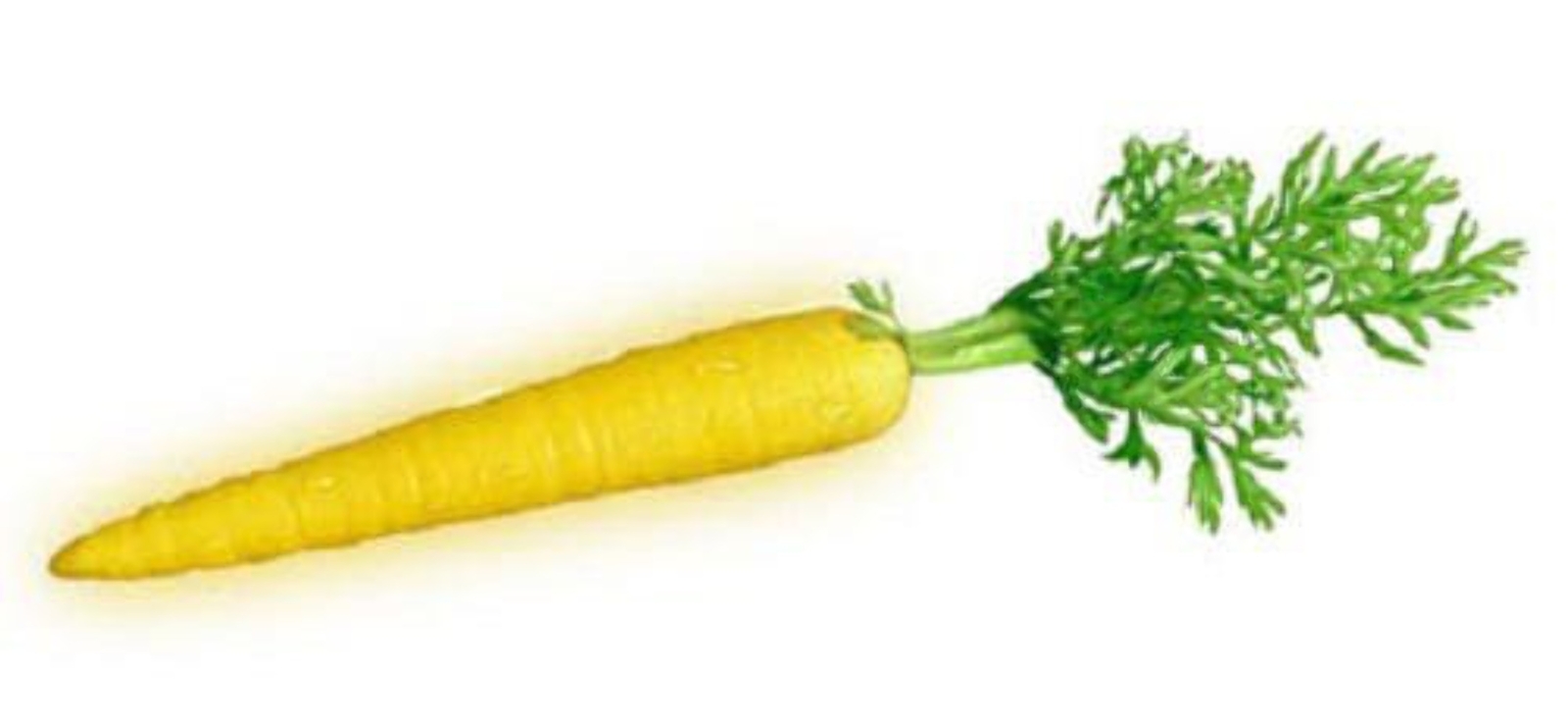 300 SOLAR YELLOW CARROT Daucus Carota Vegetable Seeds