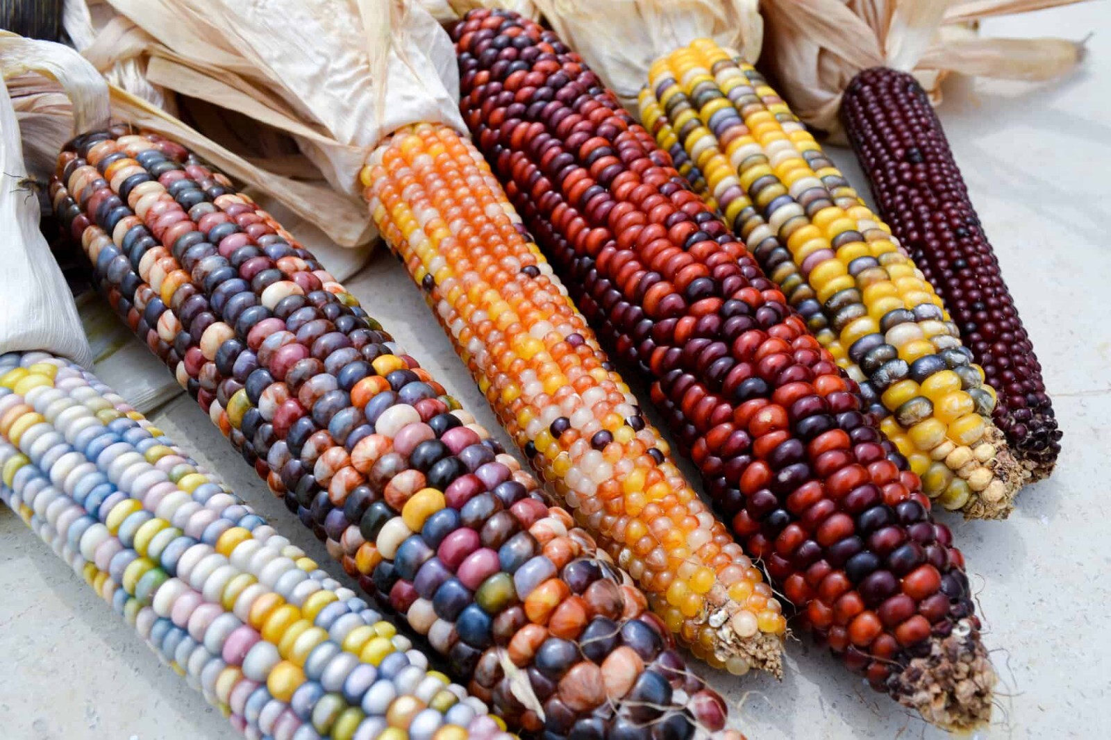 1000+ Indian Corn Seeds – Heirloom – NON GMO – FRESH