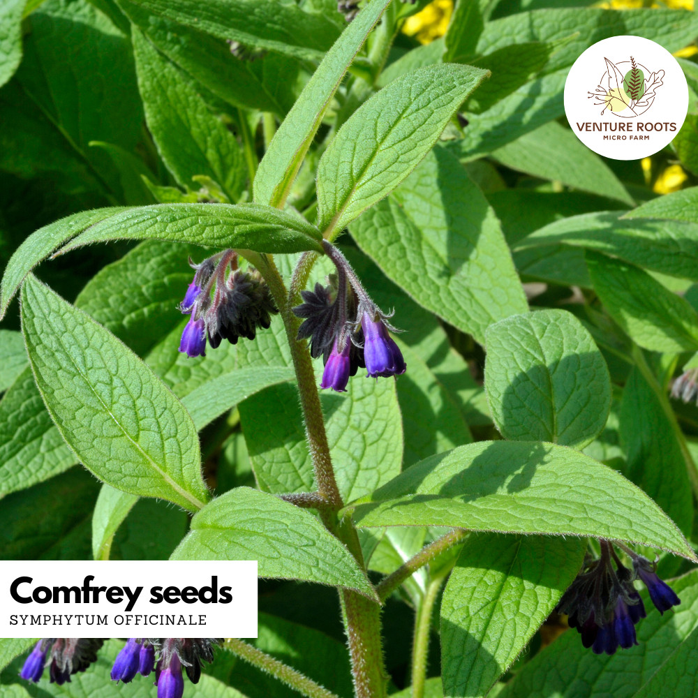 Comfrey Seeds – Symphytum officinale | Medicinal Herb, Pollinator Plant, Non-GMO