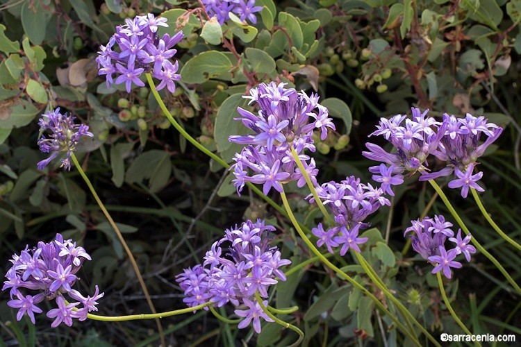 Bulbs B, CHOOSE 2: Brodiaea california, elegans, Dichelostemma, Dipterostemon