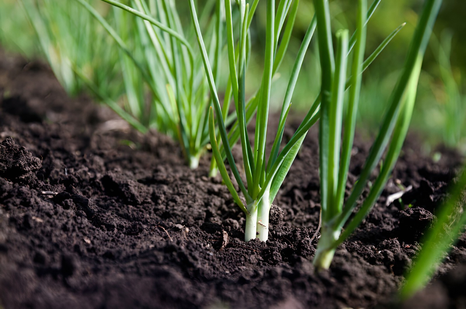 200 Heirloom Giant Japanese Red Beard Bunching Onion Scallion Seeds – Organic