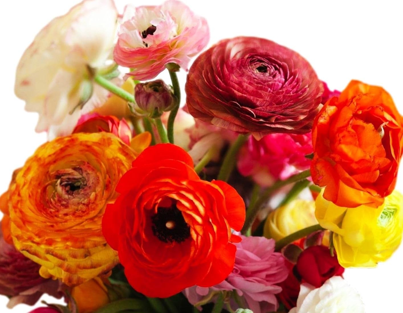 Mixed Peony Ranunculus Bulbs- Persian Buttercup -10 Corms Bulbs Flowering Blo…