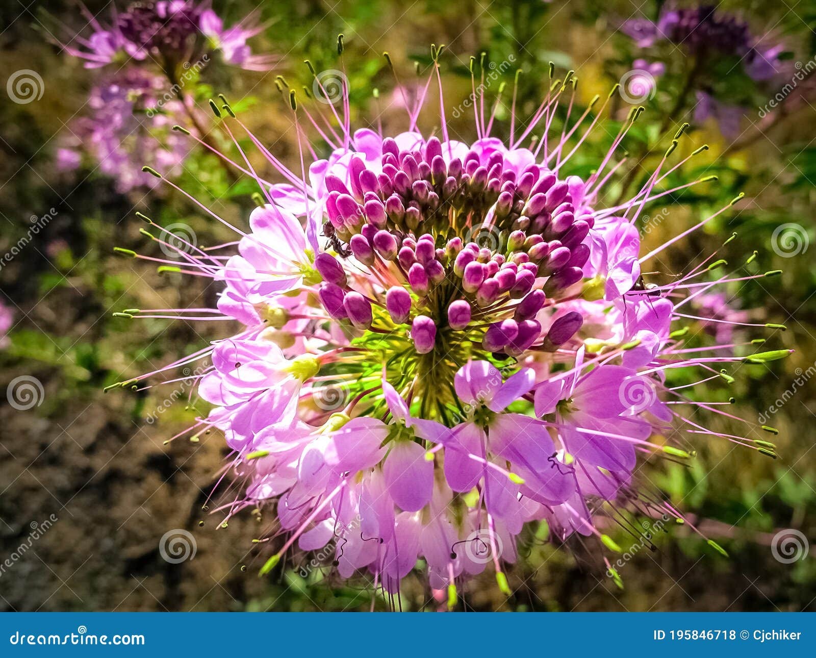 Rocky Mountain Bee Plant Seeds, Cleome serrulata. Free Shipping!