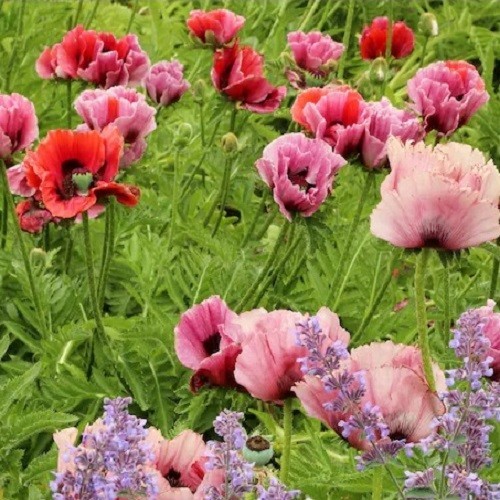 Mixed Colors Oriental Poppy Seeds For Planting Stratified Perennial Fresh Seeds