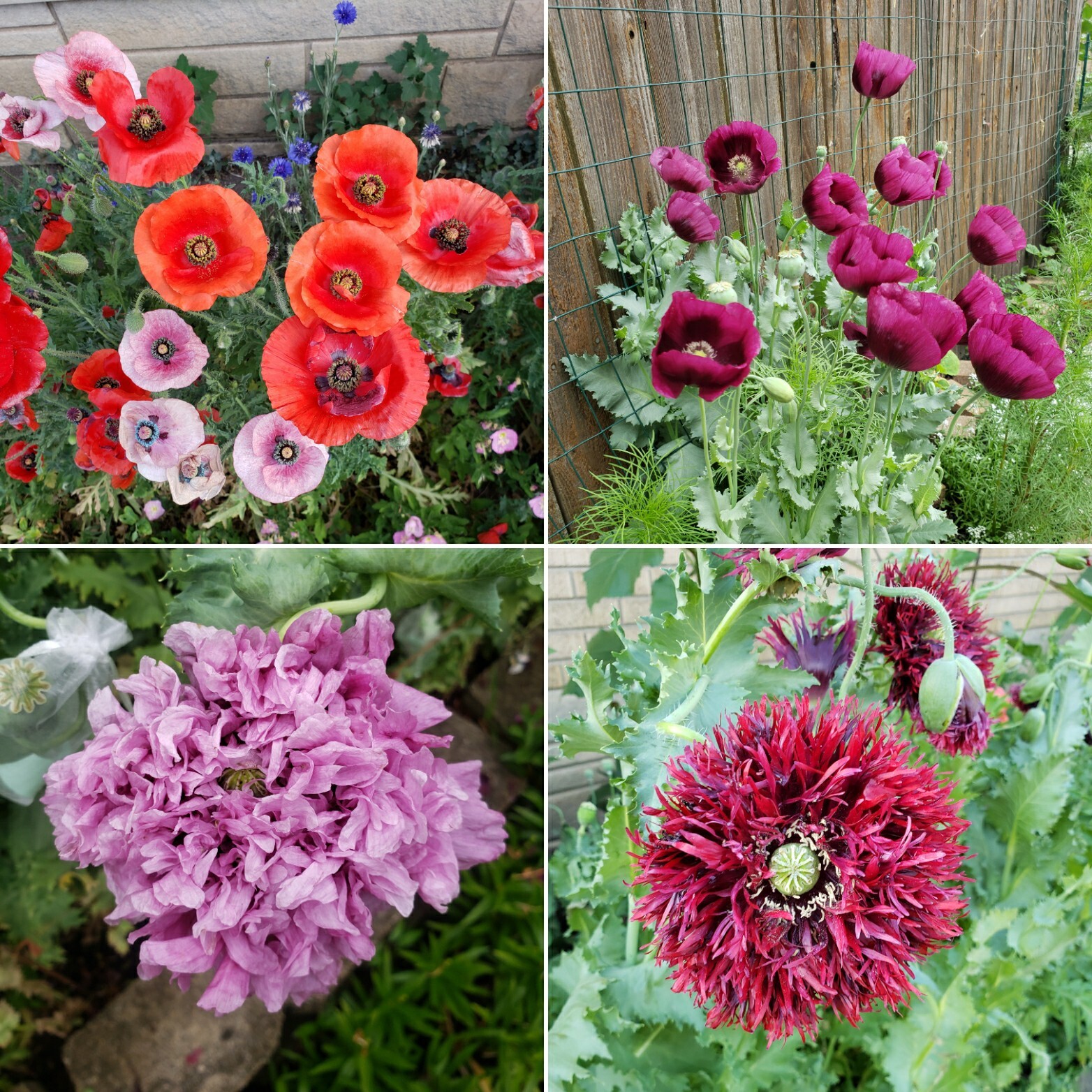 Mixed Poppy Seeds Several Varieties 100-200 Count *Free Shipping*