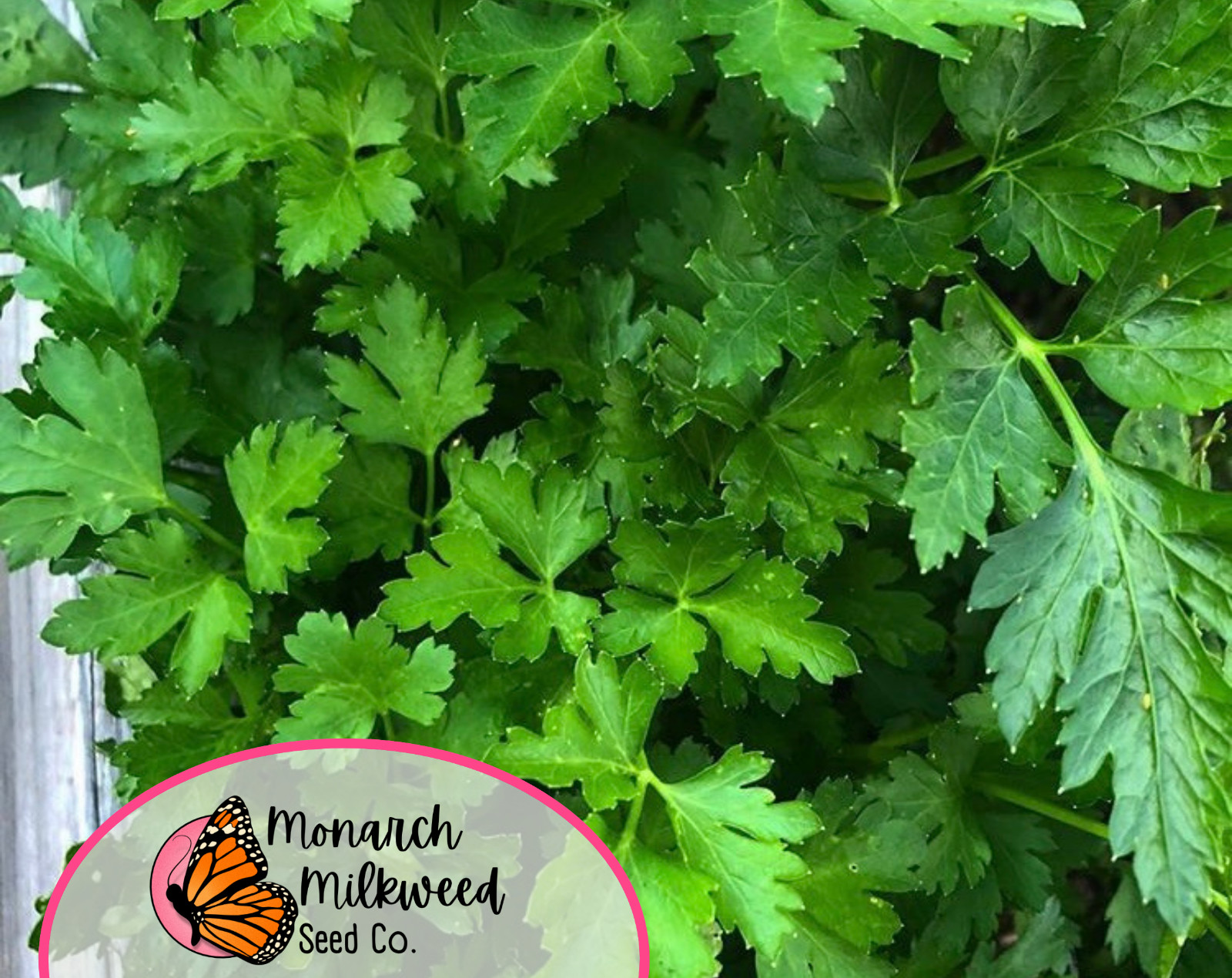 3500+ Italian Parsley Seeds | Culinary Herb Garden Plant Seed Packet, USA