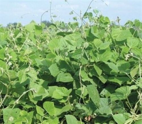 Seed Ranch LabLab Food Plot Seed