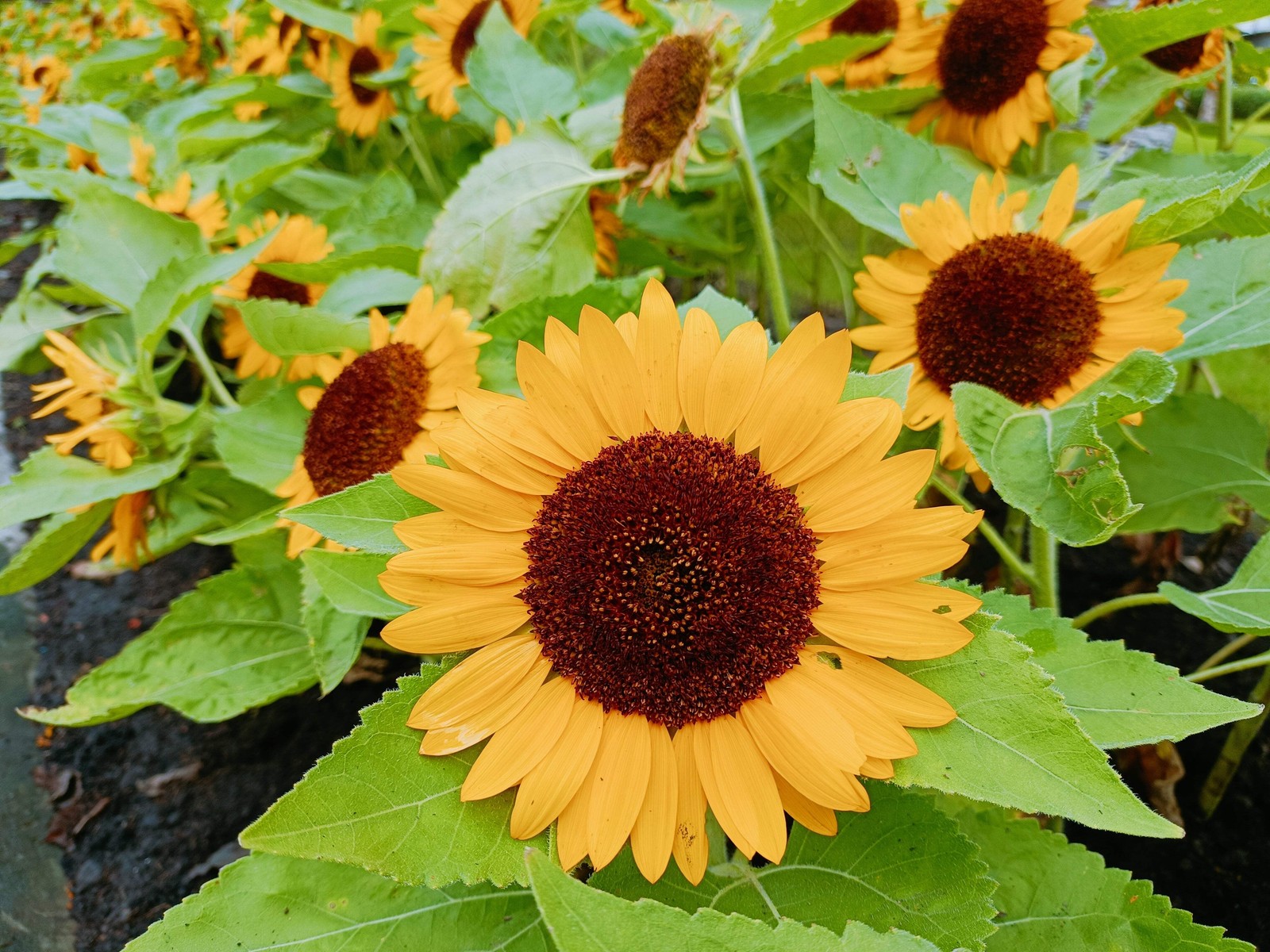 25 Dwarf SUNSPOT SUNFLOWER Helianthus Annuus Flower Seeds