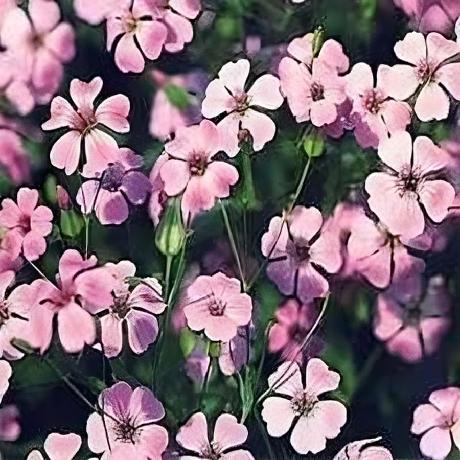 Saponaria Beauty Pink Nice Garden Flower by Seed Kingdom (1,000 Seeds)