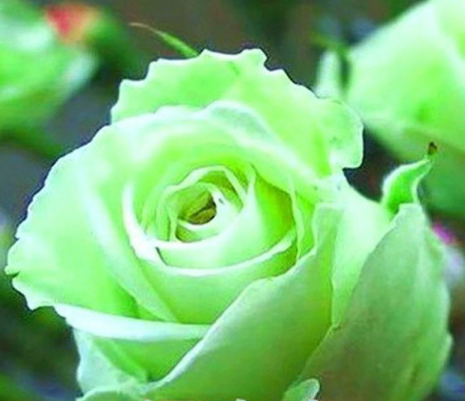 Light Green Rose Seeds- 50 or 100 Seeds.USA Seller- Free Shipping