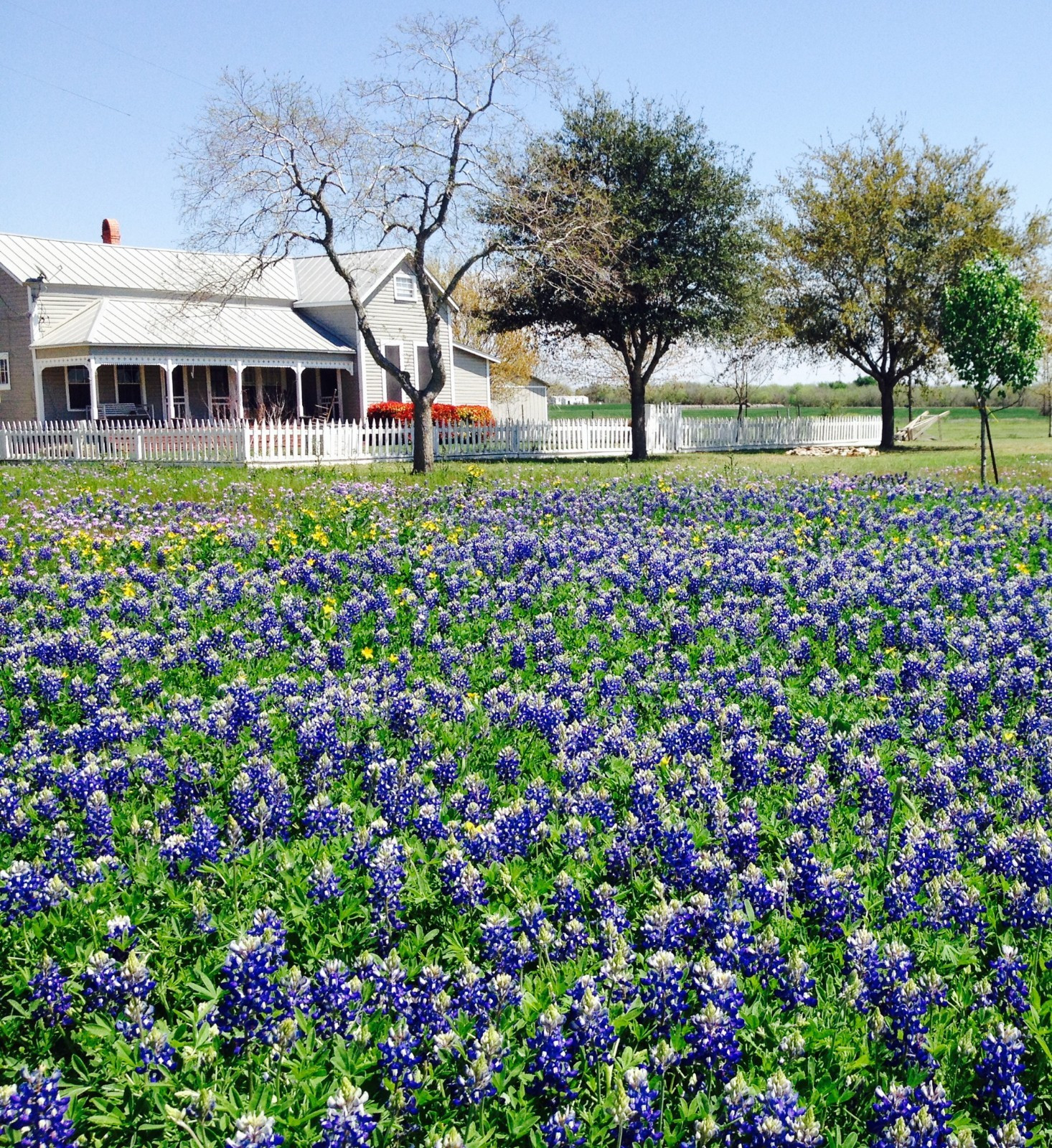 Texas Bluebonnet Seeds 150 – Heirloom NonGMO Stunning Blue Texas Wildflower