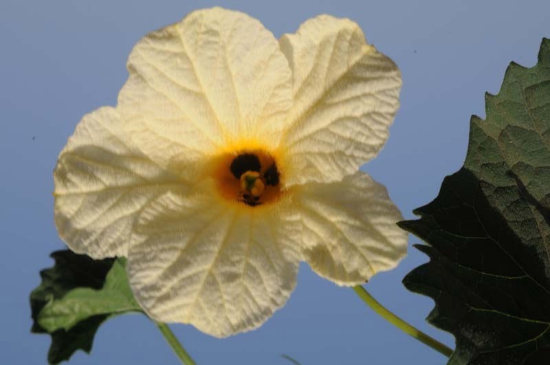 Momordica subangulata renigera | Teasle Gourd | Bhat Karela | 5_Seeds
