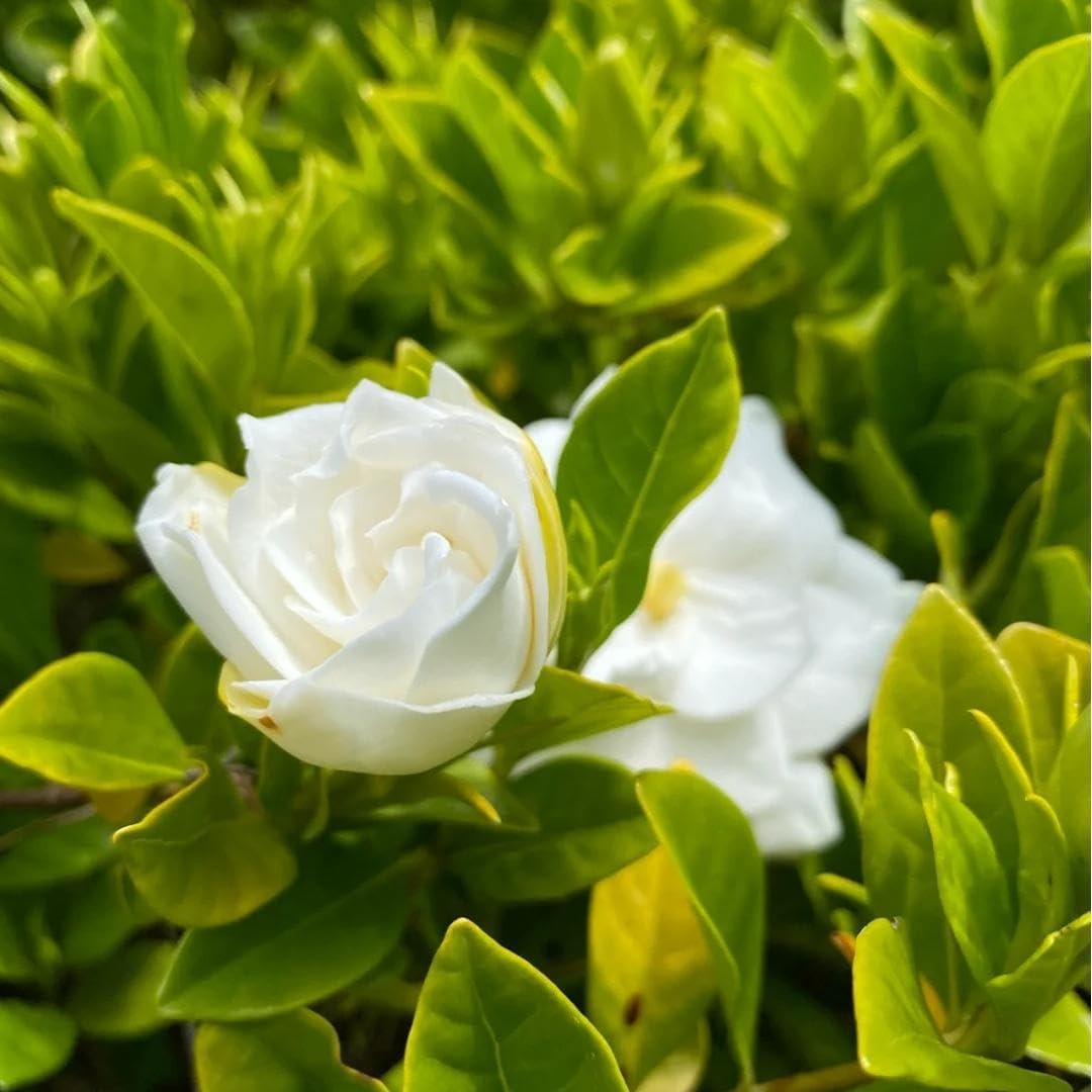 200 Gardenia Seeds (Gardenia Jasminoides) – Non-Gmo Perennial Evergreen, Highly