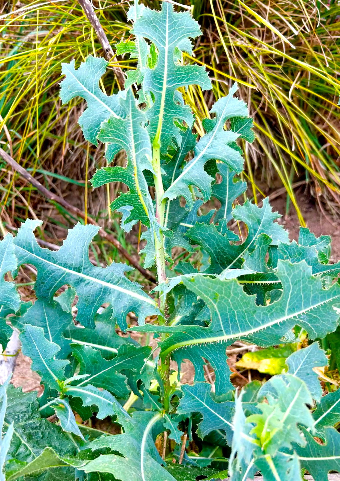 Wild Lettuce Seeds – Lactuca serriola – Prickly Lettuce Herb – 10 25 50 100 Pack