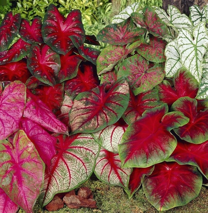Mixed Caladium Bulbs for Planting – Perennial Hosta, Elephant Ears, Fancy