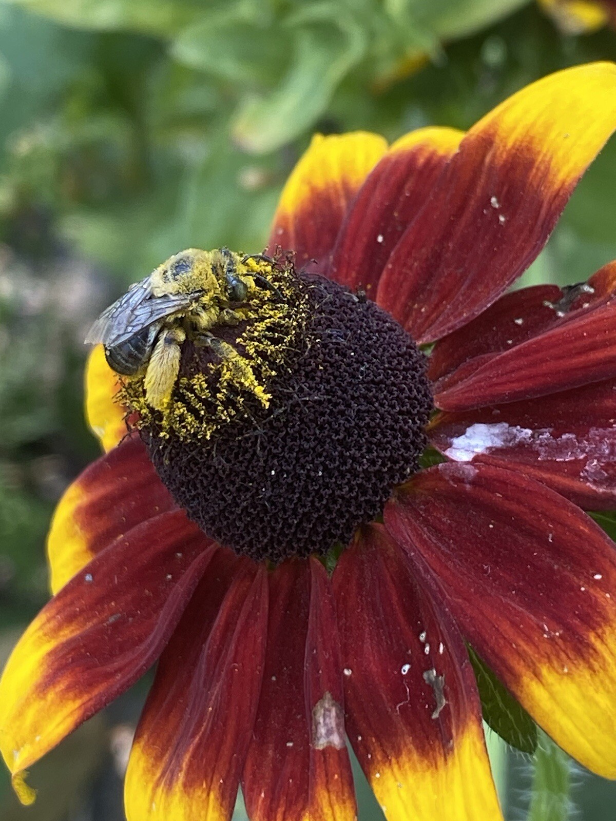 100+ Black Eyed Susan Seeds Native Wildflower Attracts Pollinators Bees