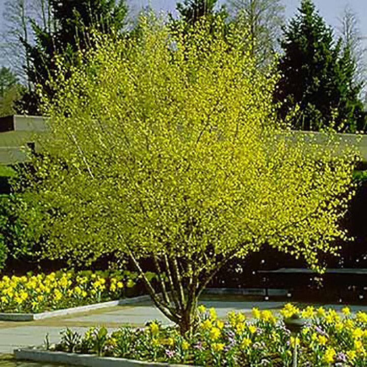 Cornelian Cherry Dogwood, Cornus mas, Tree Seeds