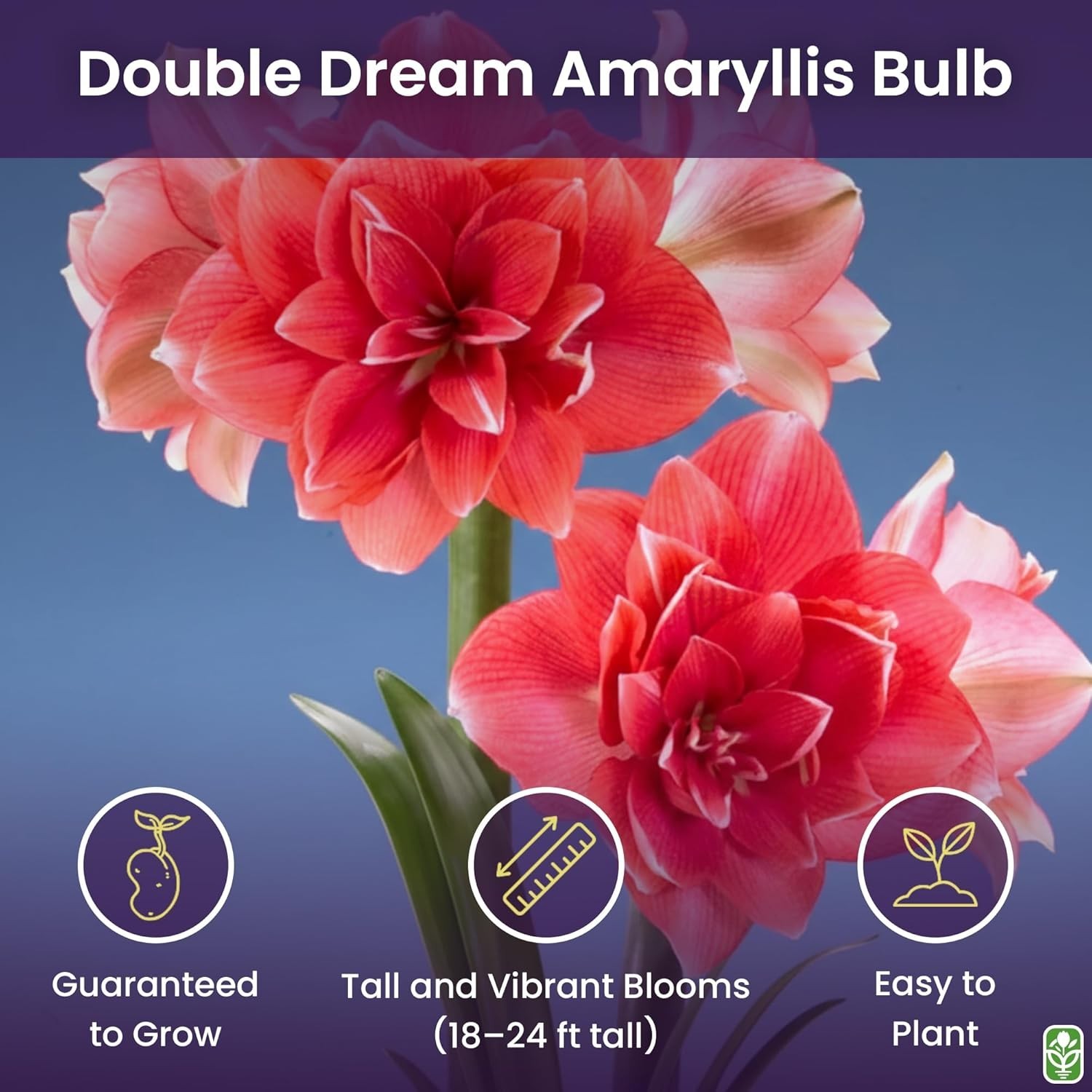 GMO-Free Double Pink Amaryllis Bulb – Pet Friendly, Perfect for Winter Blooms