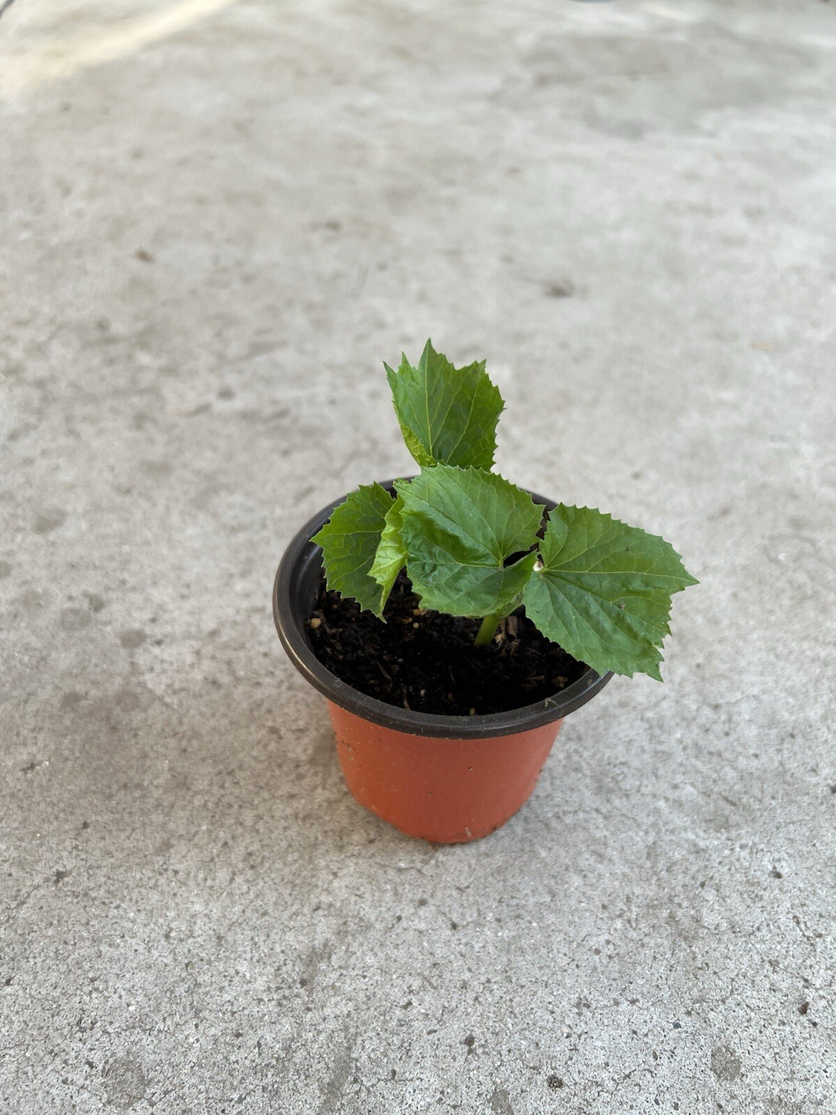 Bitter Melon Plant 5” Starter Plant With Pot Ready To Plant