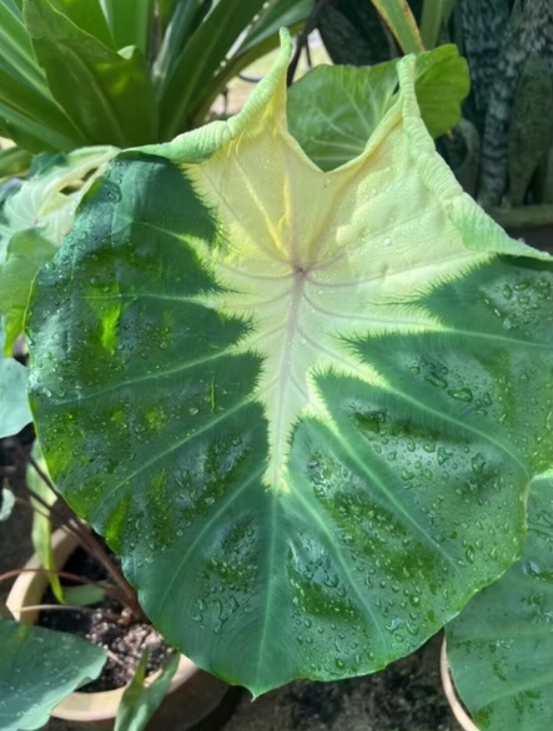 AUTHENTIC Colocasia Sunshine 1 bulbs
