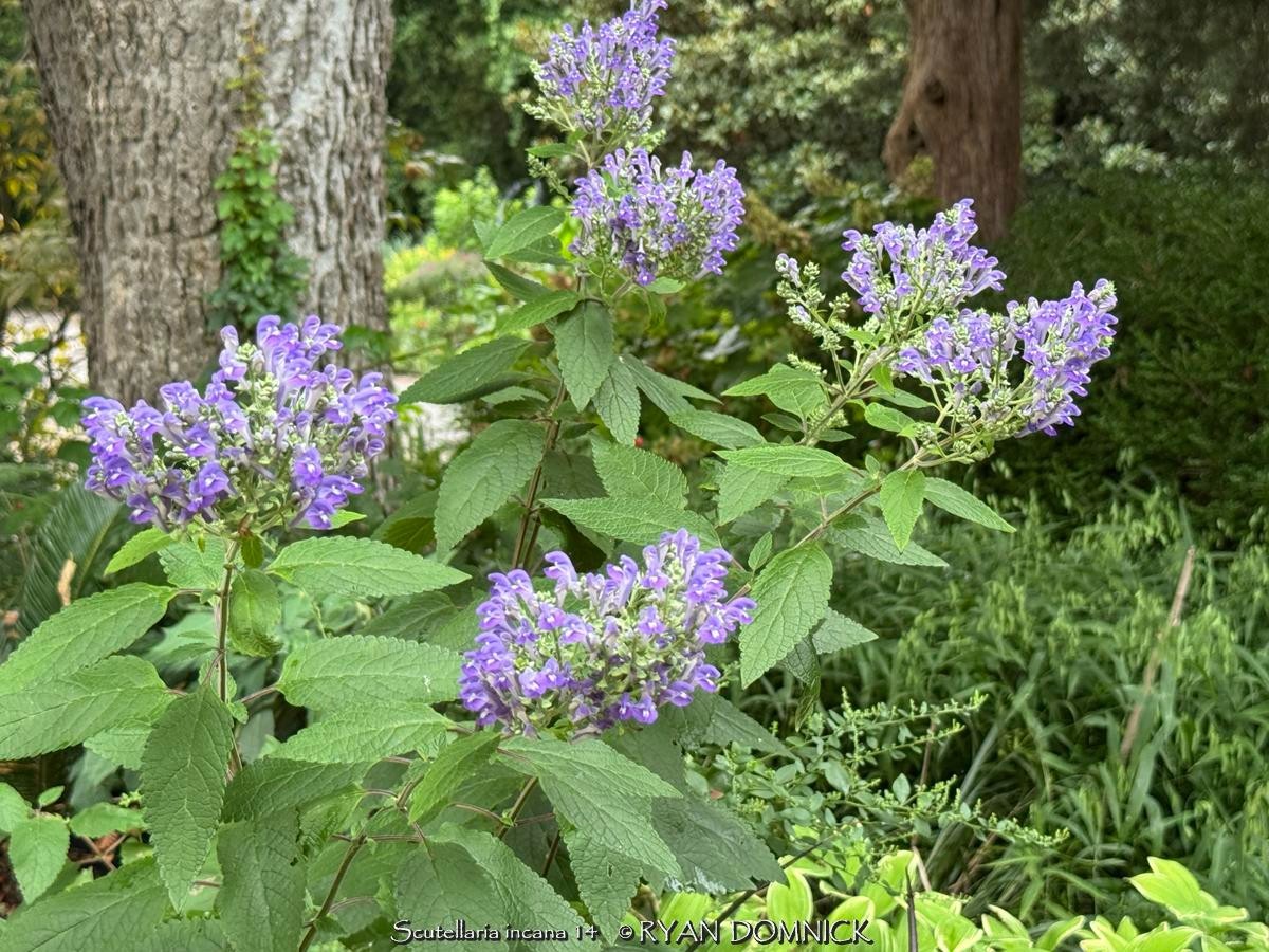 BULK SEEDS!…Scutellaria incana…Hoary Skullcap/Downy Skullcap…QTY/bag=50