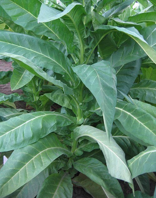 1000 Silver River Tobacco seeds – Nicotiana sp. – Brazilian Strain