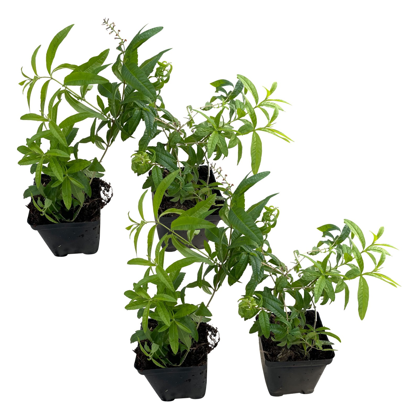 Live Herb Lemon Verbena 4 Per Pack Aromatic Health Enhancer 6″ Tall 4″ Wide 1