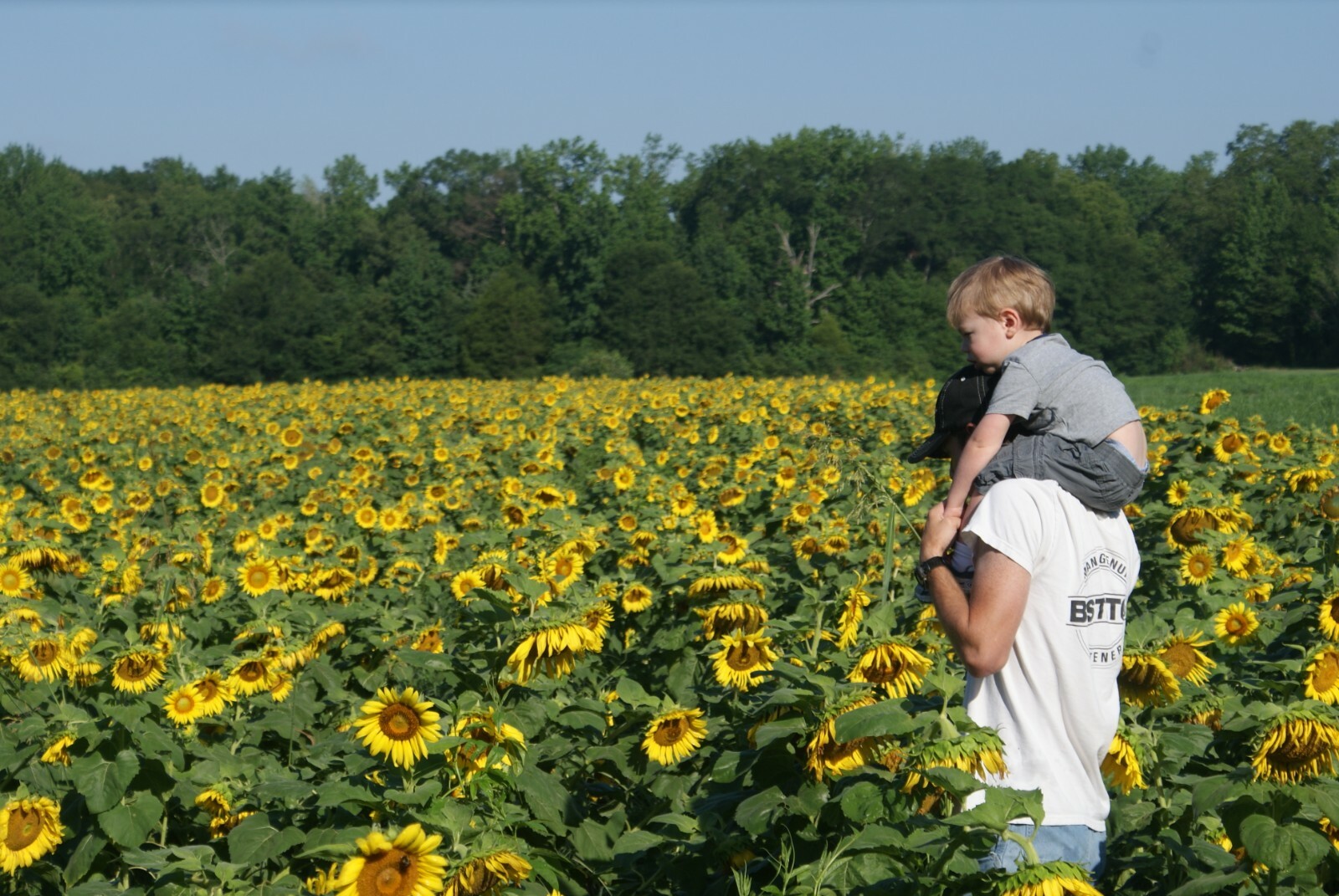 Peredovik Black Oil Sunflower Seed Wildlife Bird Game Deer Plot Forage Seeds 3LB