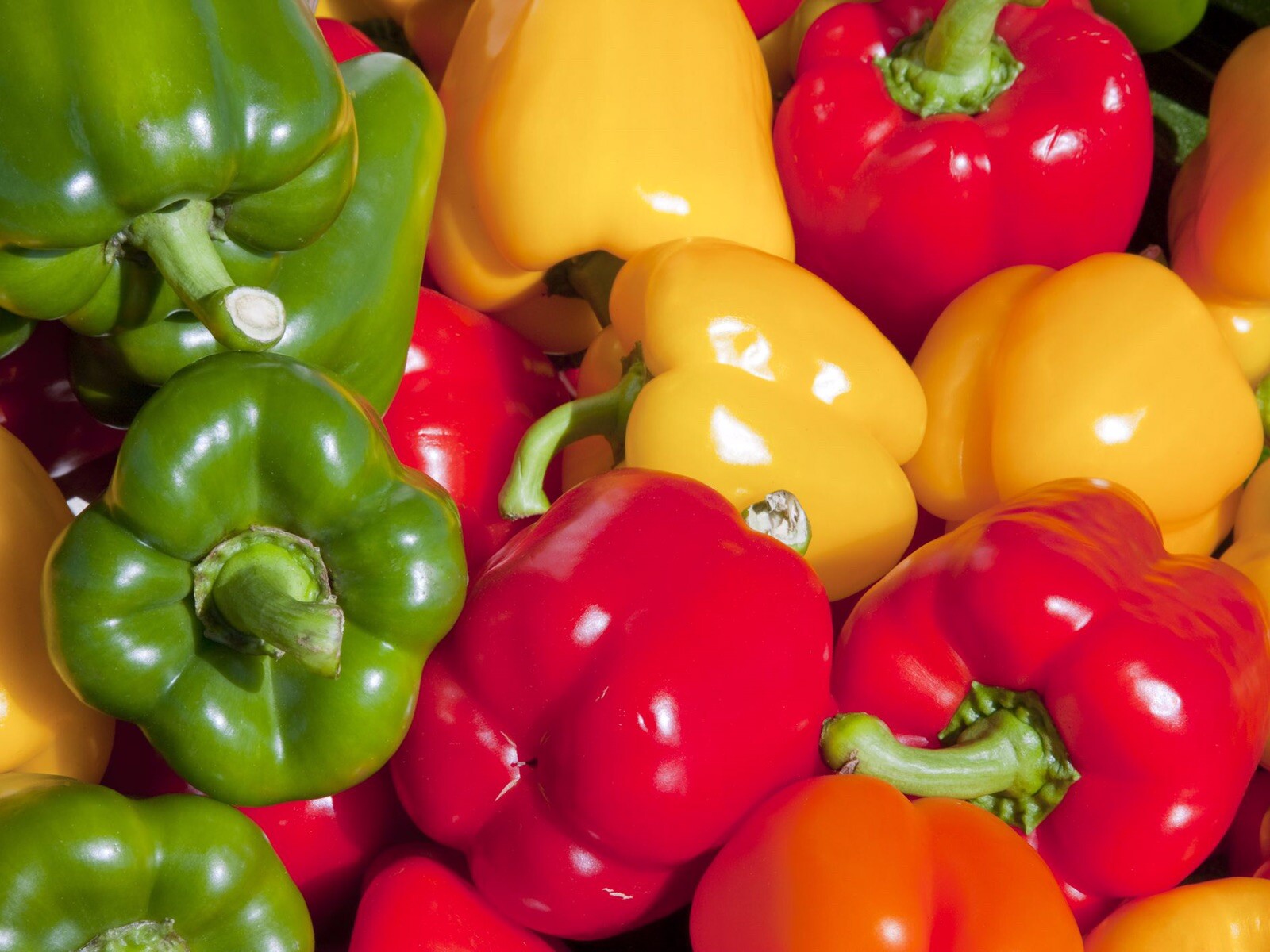 Pepper CALIFORNIA WONDER Bell Heirloom Most Popular Large Non-GMO 50 Seeds