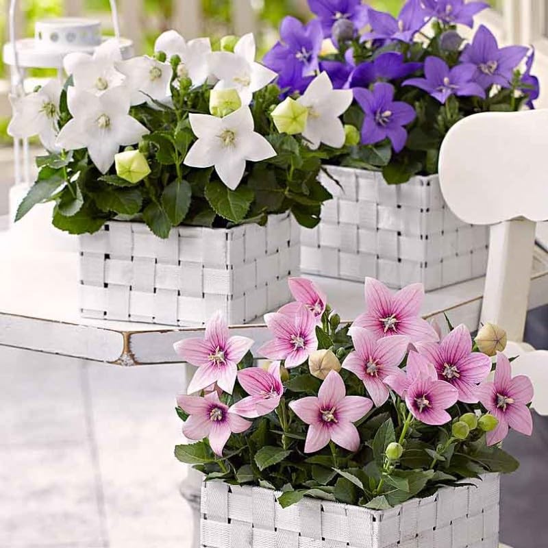 Seeds Balloon Flower Mix (Platycodon Chinese) Perennial Flowers
