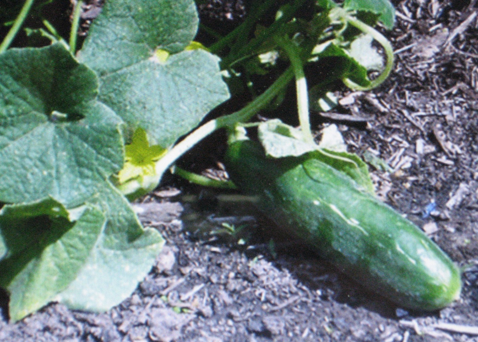 CUCUMBER * MUNCHER * 25 SEEDS *