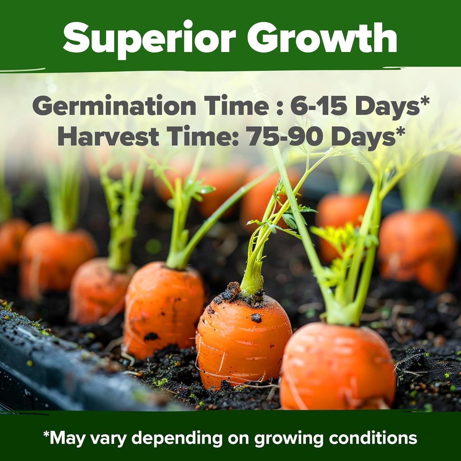 Tendersweet 3000+ Carrot Seeds | NON-GMO Carrot Seeds | Fresh Heirloom Seeds