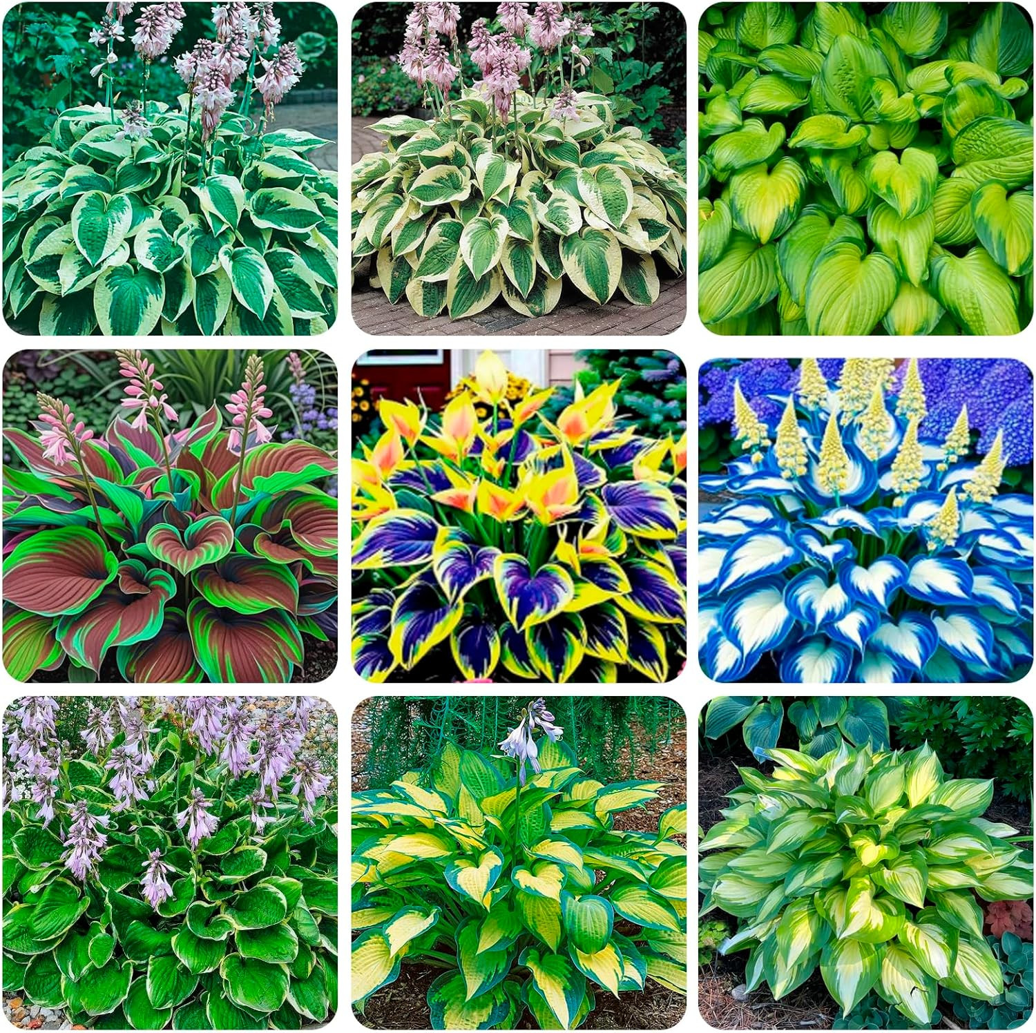345+ USA PERMIUM Rare Hosta Seed for Planting Outdoors Garden Flowers