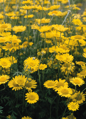 Anthemis tinctoria Kelwayi 1,000 seeds