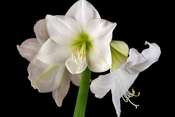 2 White Amaryllis BULBS **Multiple blooms per bulb