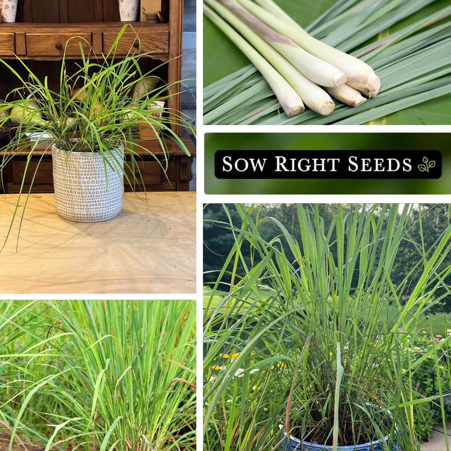 – Lemon Grass Seeds for Planting – Non-Gmo Heirloom – East Indian – Mosquito Rep