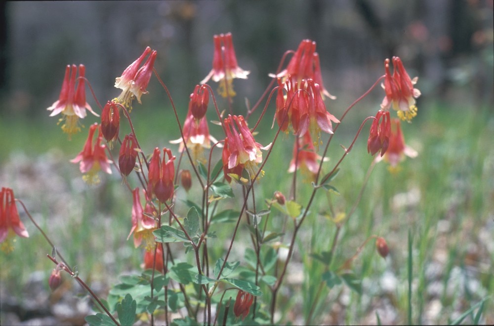 101+EASTERN RED COLUMBINE Seeds Perennial Native Wildflower Shade Flower Garden